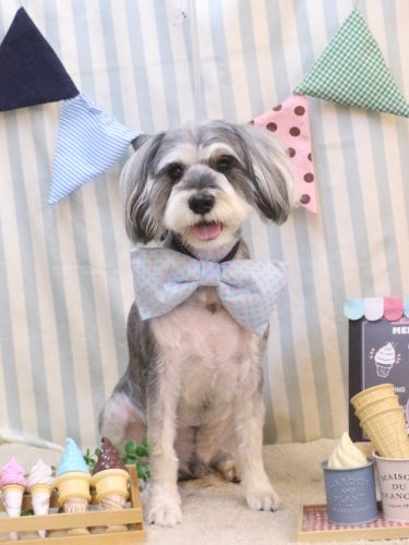 20250523パピコくん